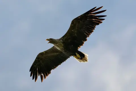 Getty Images A white-tailed eagle flies across the sky, with its wings full spread.