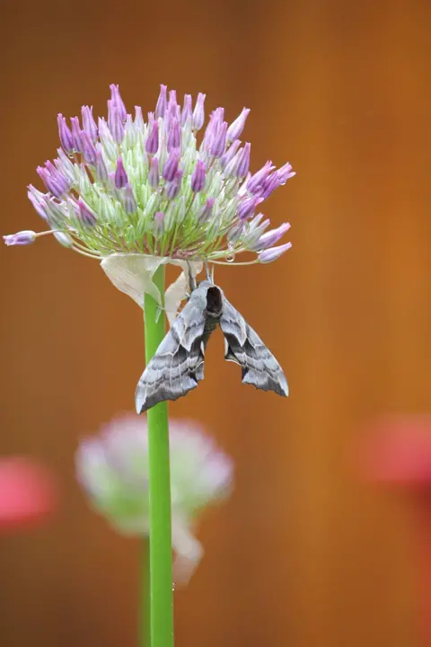 Dave Stewar Moth on a flower