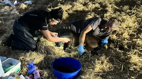 Image shows a farmer lying on the grass in a field, holding an injured calf, while a female vet administers an injection. 