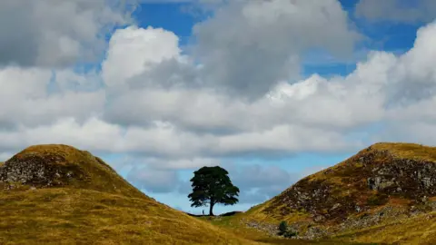 The Sycamore Gap tree before it was felled. It is a tall sycamore in the valley of two hills.