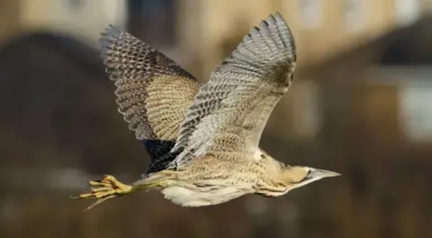 A bittern flying through the sky with a blurred background