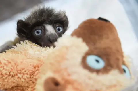 AFP A crowned sifaka is seen inside a zoo cuddling a teddy bear which resembles the mammal in Besancon, France - Monday 18 February 2019