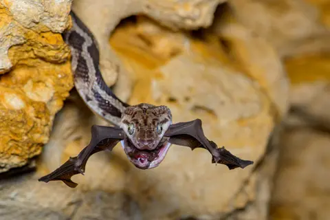 Fernando Constantino Martínez Belmar/WPY Snake and bat