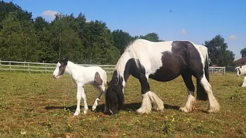 Blue Cross horses