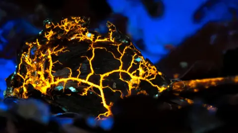 A Slime Mould under a UV light. Bright yellow forked lines run across a dark structure and blue patches glow in the background.