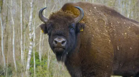 Victoria Ward A dark brown bison.