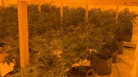 Devon and Cornwall Police  The cannabis plants