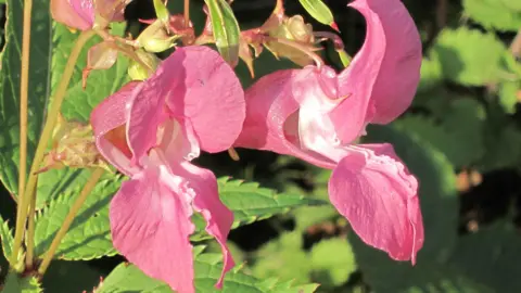 Tim Hill Himalayan balsam