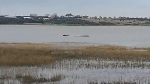 BDMLR Whale in the Thames