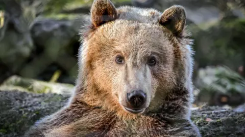 A brown bear standing in front of a tree.