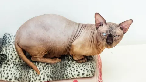 A hairless cat with short legs, a chubby tail, wrinkly face and different coloured eyes. 