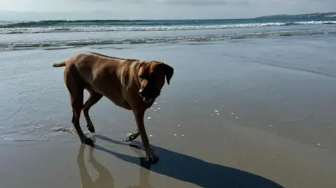 A brown dog on a beach in Guernsey.