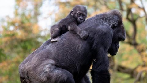 Gorillas relocated from empty zoo to new