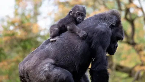 A small black Western lowland infant gorilla Hasani laying on the back of surrogate mum Kera at Bristol Zoo Gardens in Clifton. There are trees softly out of focus in the background.