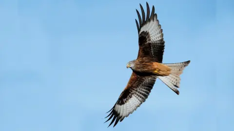 Getty Images red kite