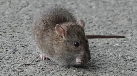 A close up image of a small brown rat on a grey gravel footpath