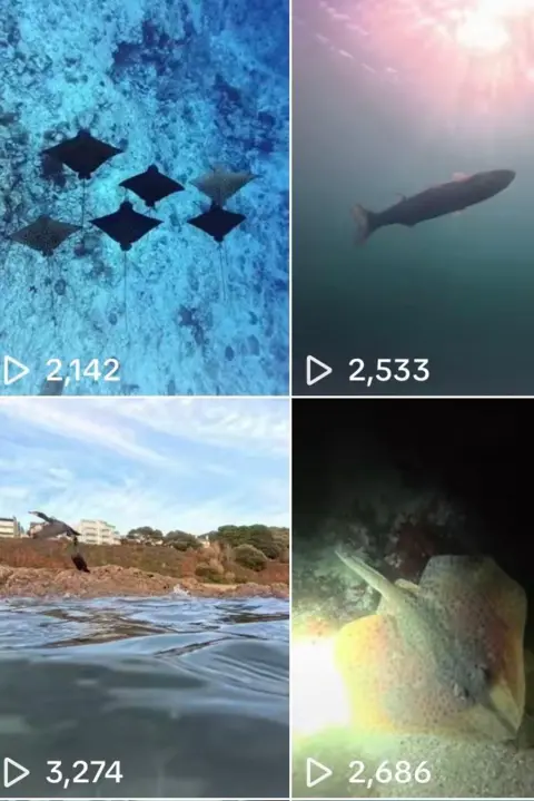 Iestyn Morgan Screenshot showing a TikTok user page of six different vertical images. There is a collection of images showing a group of sting rays, a shark, a group of fish, a close up shot of a sting ray in the dark sea, and one shot of Iestyn floating above the water with a sunset in the background behind him. 