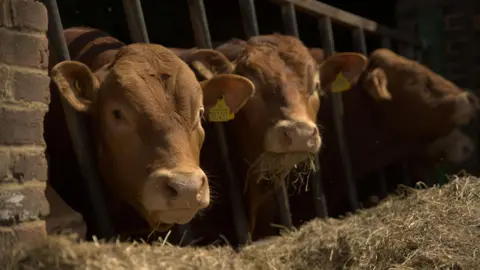 Bovingdon Airfield Studios Two light brown cows poke their heads through the bars to a feeding trough follow of hay