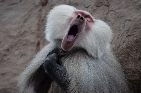 Clemence Guinard A hamadryas baboon with its mouth wide open