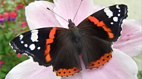 Andrew Cooper A black, orange and white butterfly sitting on a light pink flower. 