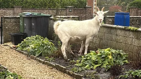 A goat standing on a narrow front garden bed looking straight at the camera. A number of wheely bins can be seen in the background.