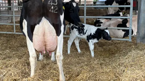 A cow and calf on thick straw undercover. The shot is of the backside and udders of the cow and it turns its head towards the camera. 
