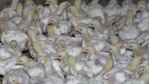 Animal Equality UK Chickens at one of the farms investigated