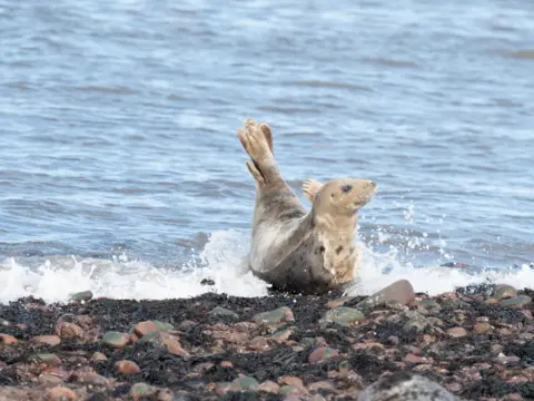 Z70/BBC Weather Watchers A seal in the water on a rocky beach