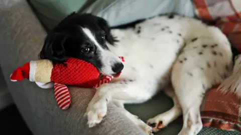 Floss, a black and white springer spaniel, is curled up on a grey couch. She lies on a tartan blanket and rests her head on a red stuffed toy.