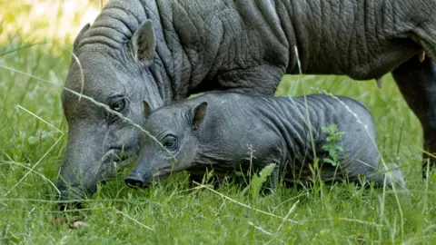 Chester Zoo A babirusa and its piglet at Chester Zoo