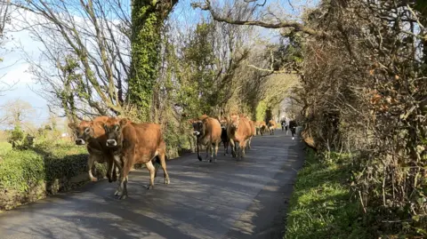 A group of cows running down the road with people running behind them on a small green lane with blue and cloudy skies seen in the distance between the trees.