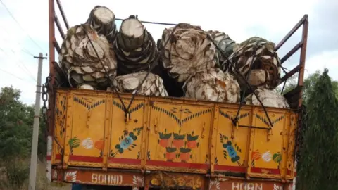 Desmond Nazareth Harvested agave plants stacked in the back of a lorry.
