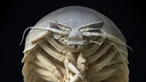 NHM Isopod