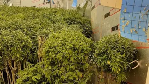 Essex Police Cannabis found at the property