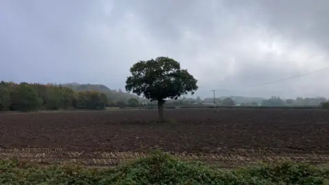 The field where the battery farm would be, with a tree in the middle