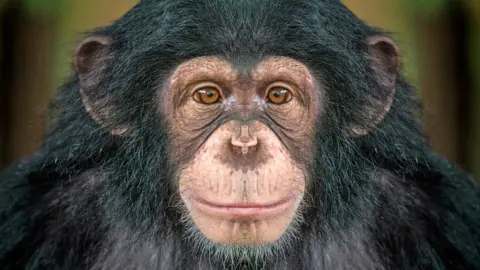 Getty Images Chimp