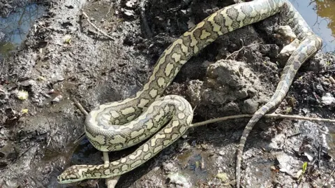 Python in Blackwater