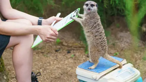 The London Zoo Meerkat on scales