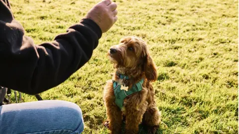 Getty Images Dog trainer