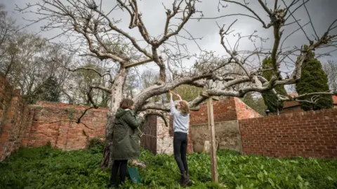 Charles Sainsbury-Plaice and Adrian Houston apple tree
