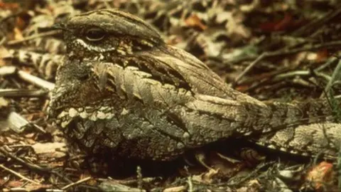 Forestry Commision Nightjar. Copyright: Forestry Commission