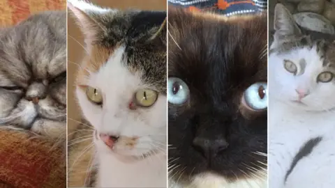 Snarl/David Emmerson/Jerome family/BBC Bertie, Missy, Ukiyo and Orly