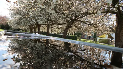 Yen Milne Weather Watcher Yen Milne captured these trees reflected in the water in Fareham