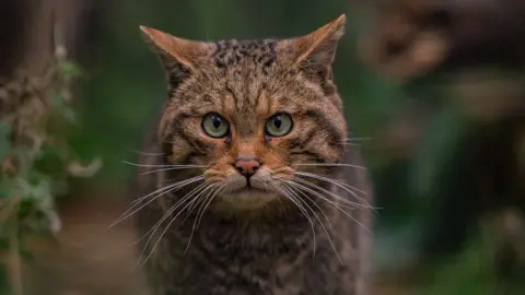 Chester Zoo Wildcat (Chester Zoo)