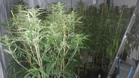 Nottinghamshire Police Cannabis grow