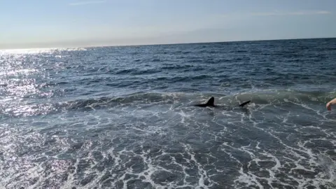 Emyr James The dorsal fin and tail of a shark sticking out of some shallow sea water under a blue sky