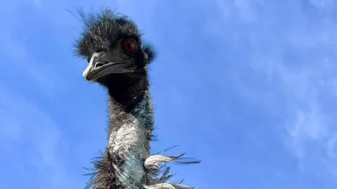 A close-up of an emu looking at the camera, with a bright blue sky behind him. His face and neck are visible in the picture.