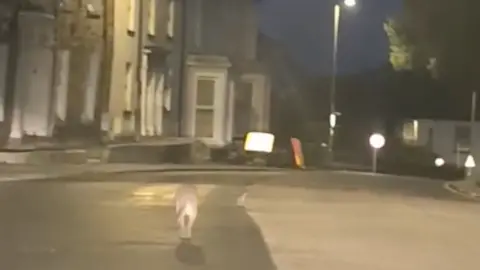 Original Cornish Pasties Dash cam footage of a wallaby hopping down the middle of a main road in the dark.