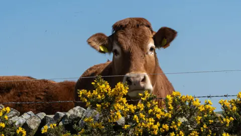 A brown cow in Leek, Staffordshire, peers over a stone wall, with barbed wire  rising above it and clumps of vibrant yellow flowers growing from the wall