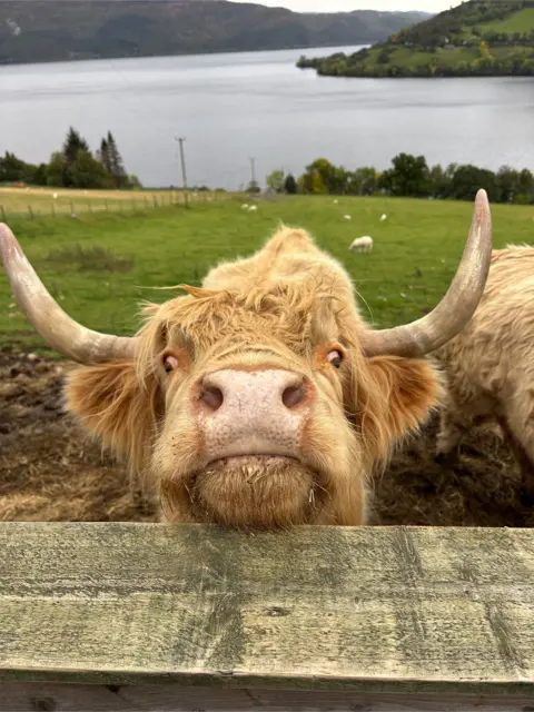 Erin MacGregor Close-up of a tan Highland cow peeking over a wooden fence with sheep grazing in the background and a loch in the distance